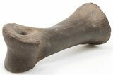 Struthiomimus Phalange (Toe Bone) With Stand - South Dakota #198566-3